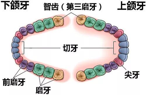 醫生，我嘅智齒吾疼也吾發炎，該吾該拔？