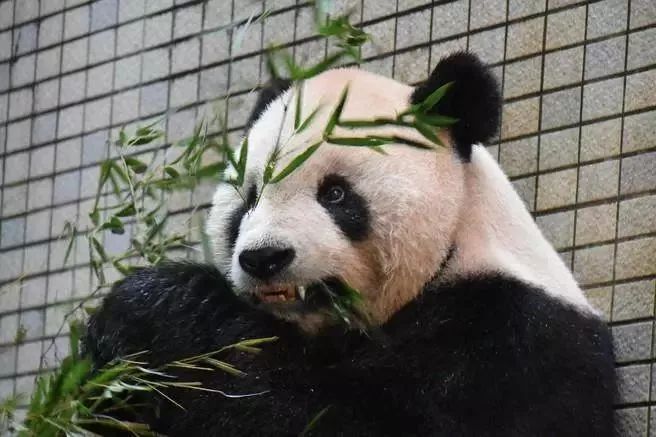 戴個牙冠有幾重要！國寶大熊貓做咗根管治療補咗牙仲戴上咗牙套。