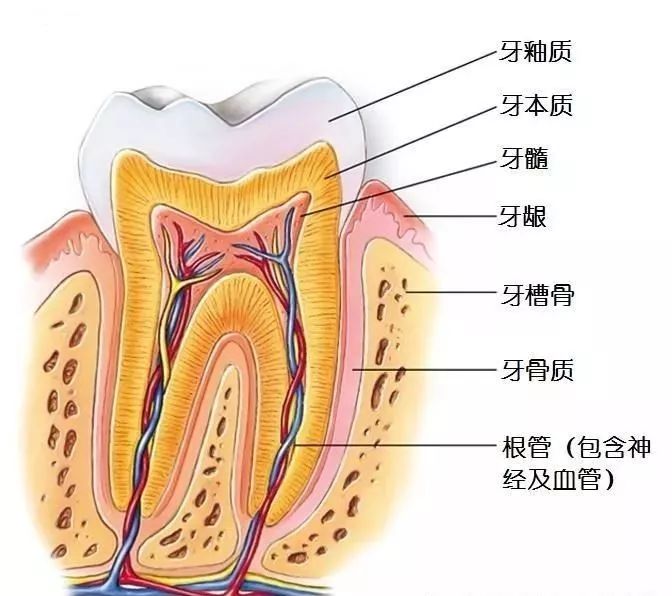 牙醫留住您一顆牙，您會節省幾多錢？