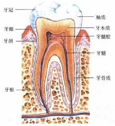 牙神經壞了，該點樣治？