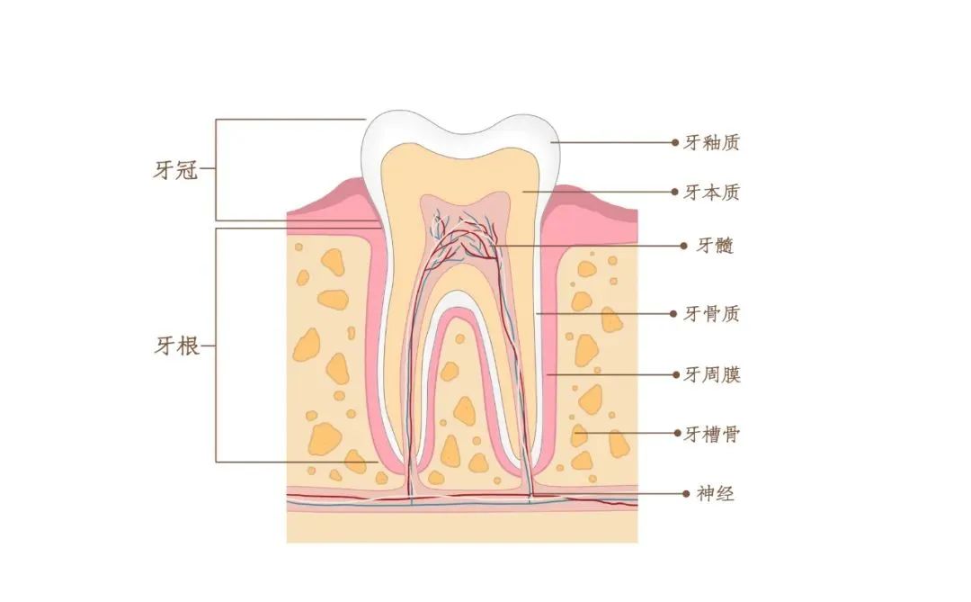 牙槽骨吸收嚴重，仲能做種植牙嗎？